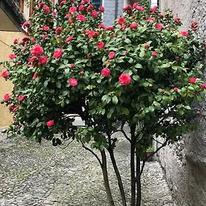 Casa Apartment Domaso